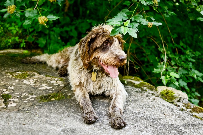 Dogs | Photography | Cute