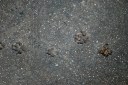 Concrete Footprints | New York City | Clinton Hills