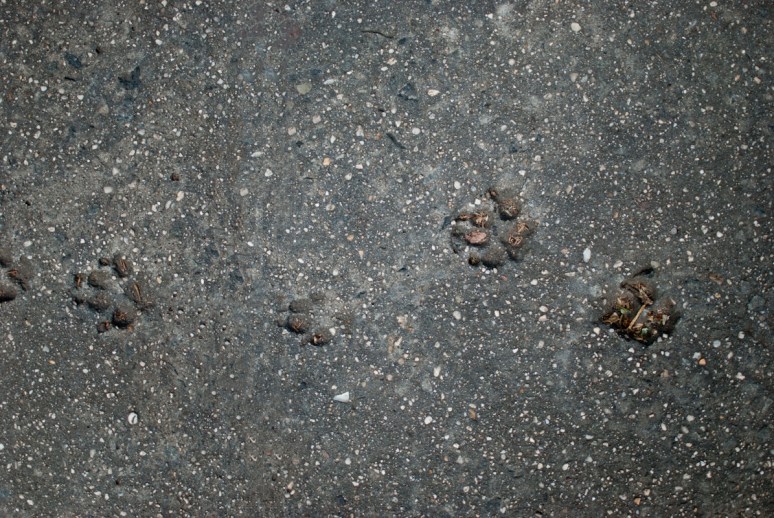 Concrete Footprints | New York City | Clinton Hills