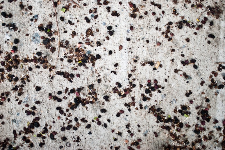 Mulberry Tree | Brooklyn | Nature