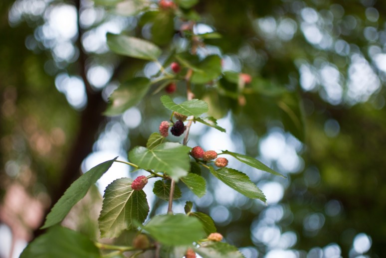Mulberry Tree | Brooklyn | Nature