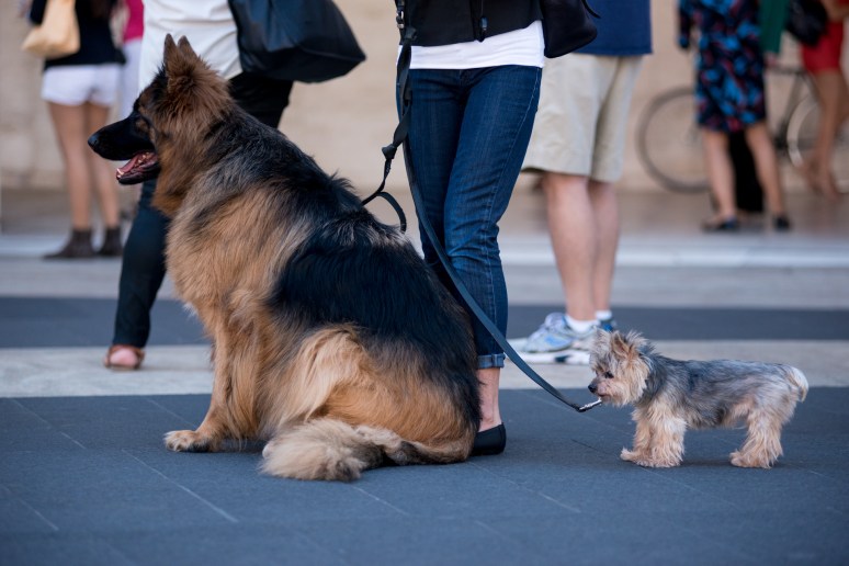 German Shepherd | Yorkshire Terrier | New York Fashion Week 