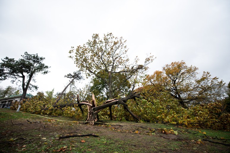 Hurricane Sandy | Brooklyn, New York | Fallen Trees