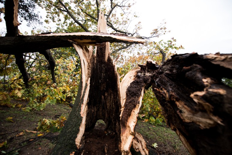 Hurricane Sandy | Brooklyn, New York | Fallen Trees