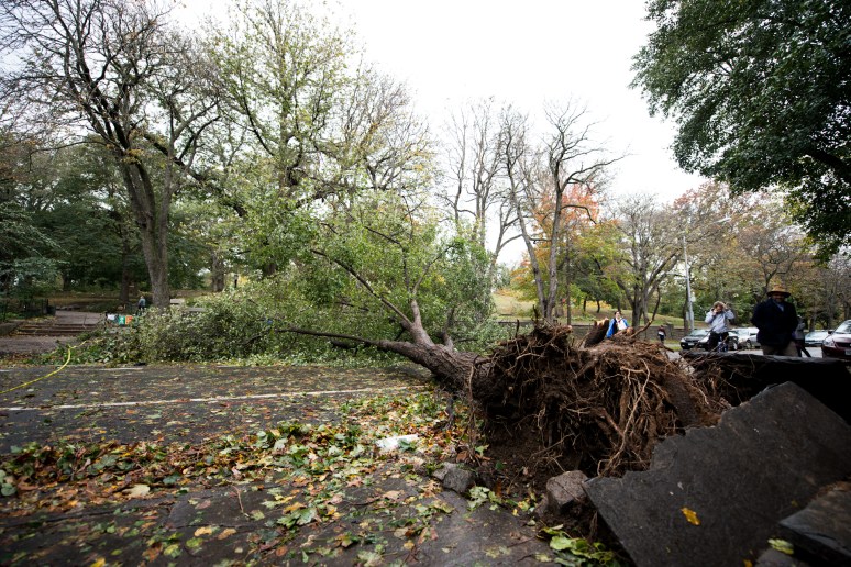 Hurricane Sandy | Brooklyn, New York | Fallen Trees